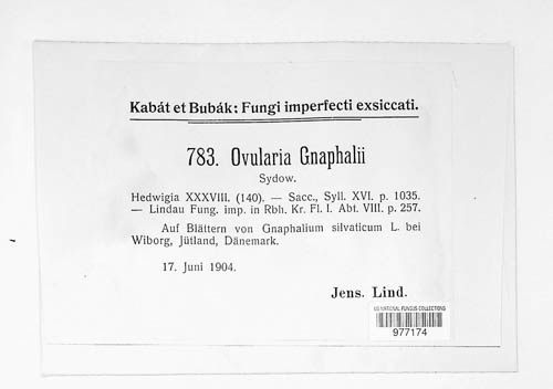 Ramularia gnaphalii image